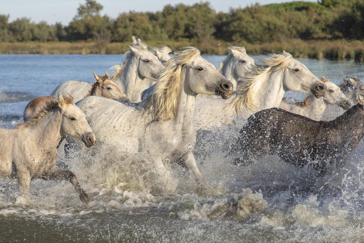 Camargue 4642101 1921