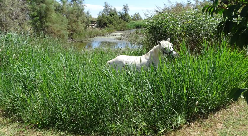 cheval Camargue