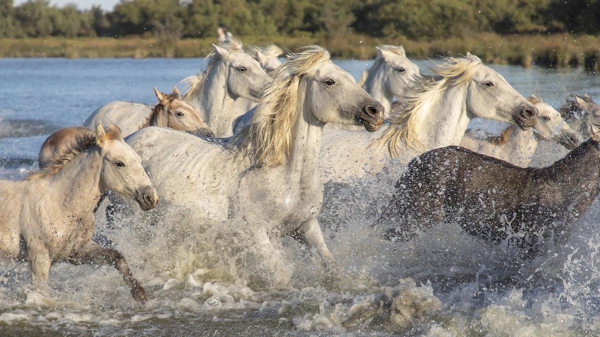 Camargue 4642101 1921